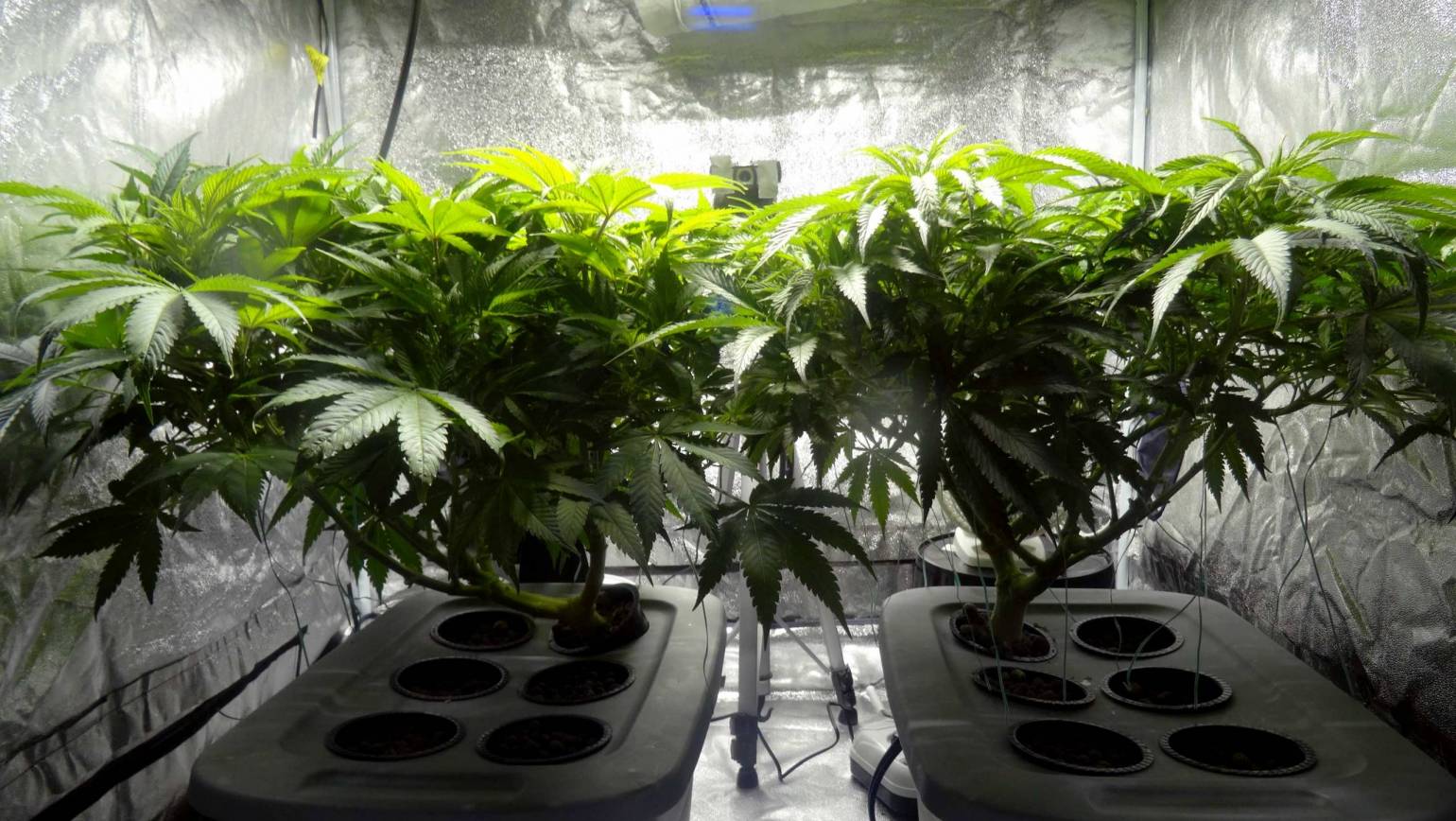 Different Methods of Growing Cannabis