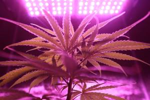 The Effects of Lighting Setups on Cannabis Growth