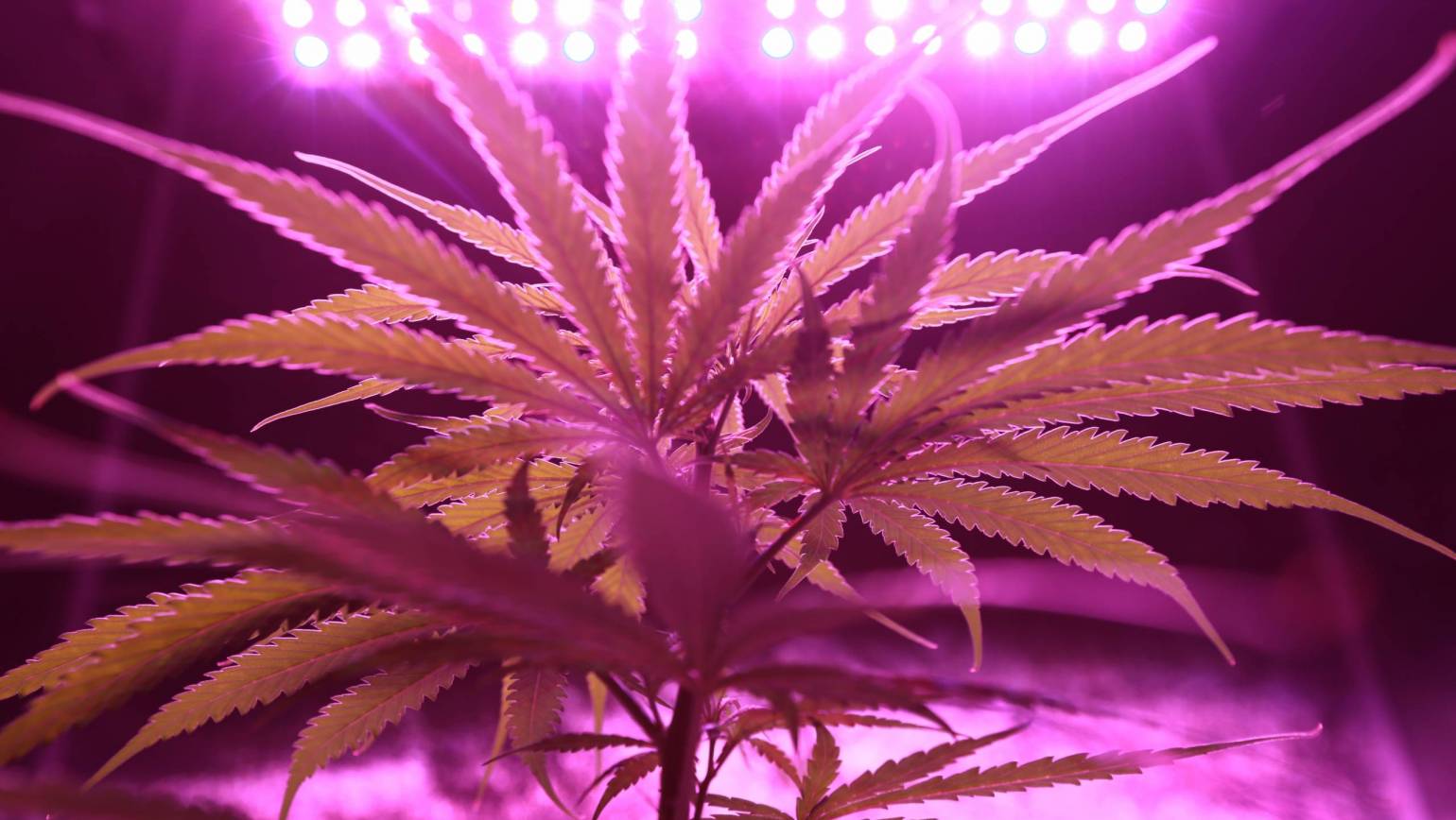 The Effects of Lighting Setups on Cannabis Growth