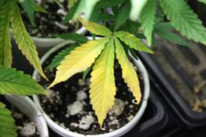 The Nutrient Impact on Cannabis Growth and Yield