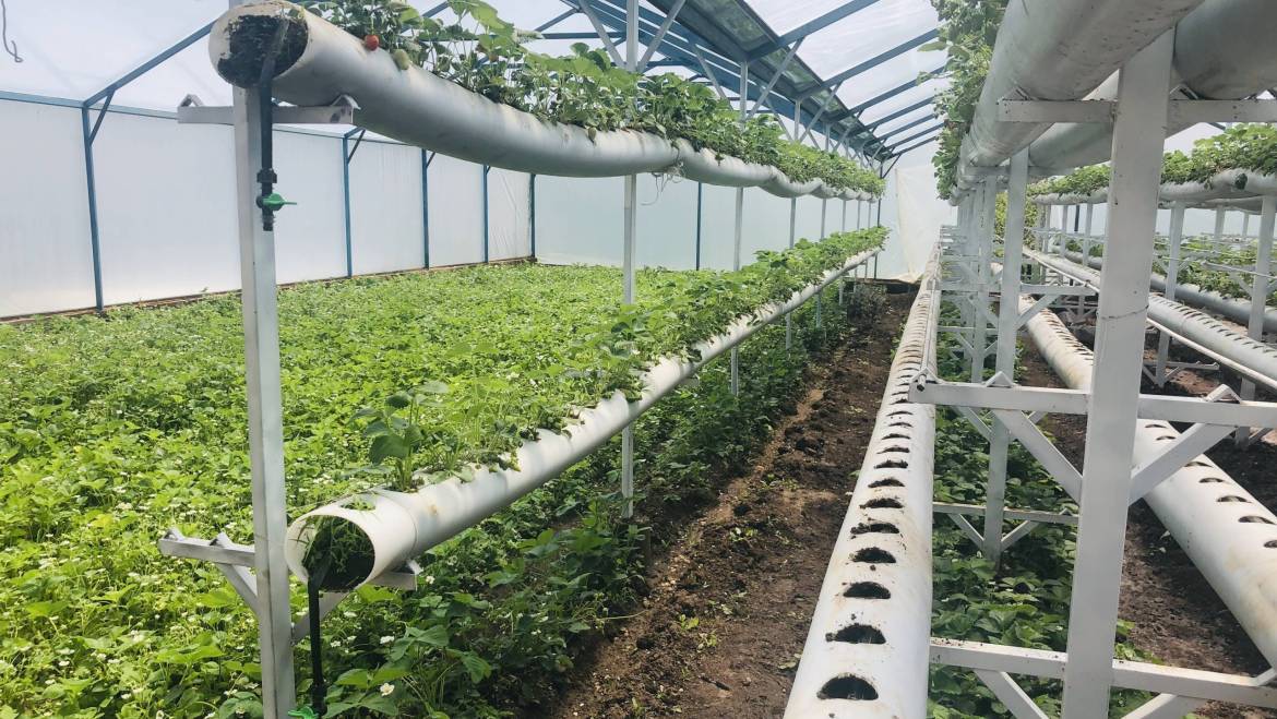 How to Set Up Your Own Hydroponic System