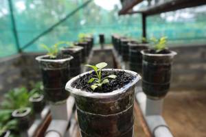 Hydroponics vs Soil Gardening