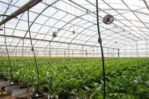 The Benefits of Hydroponic Gardening