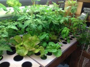 Growing Hydroponic Fruits at Home