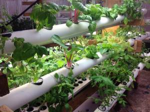 How to Build a Hydroponic Garden in Your Appartment