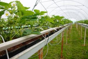 Hydroponic Gardening for Sustainability