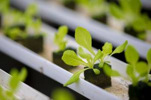 Hydroponic Gardening on a budget