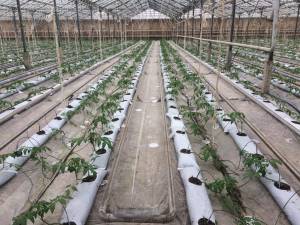 Hydroponic Growing for Urban Farmers