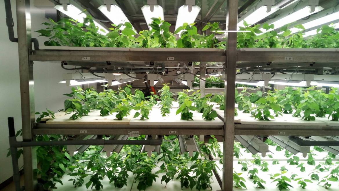 Pros & Cons of Different Hydroponics Lighting Systems