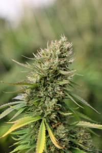 Top 5 Cannabis Strains