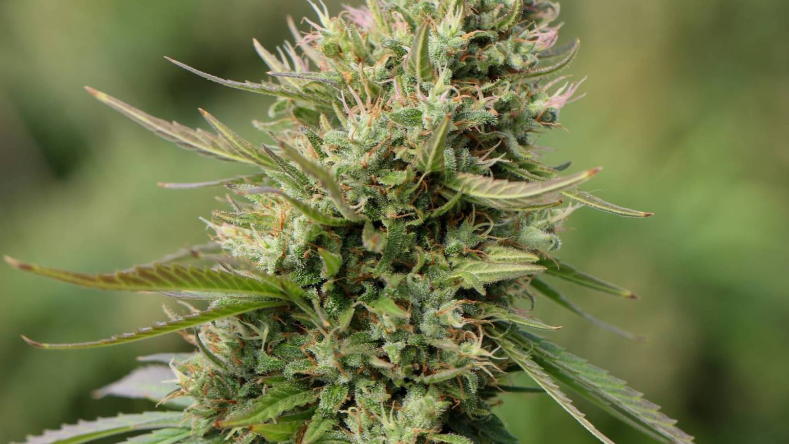 Top 5 Cannabis Strains