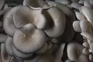 Blue Oyster Growing Mushroom Kit