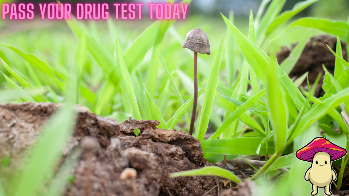 Drug Test For Mushrooms