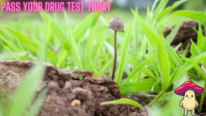 Drug Test For Mushrooms