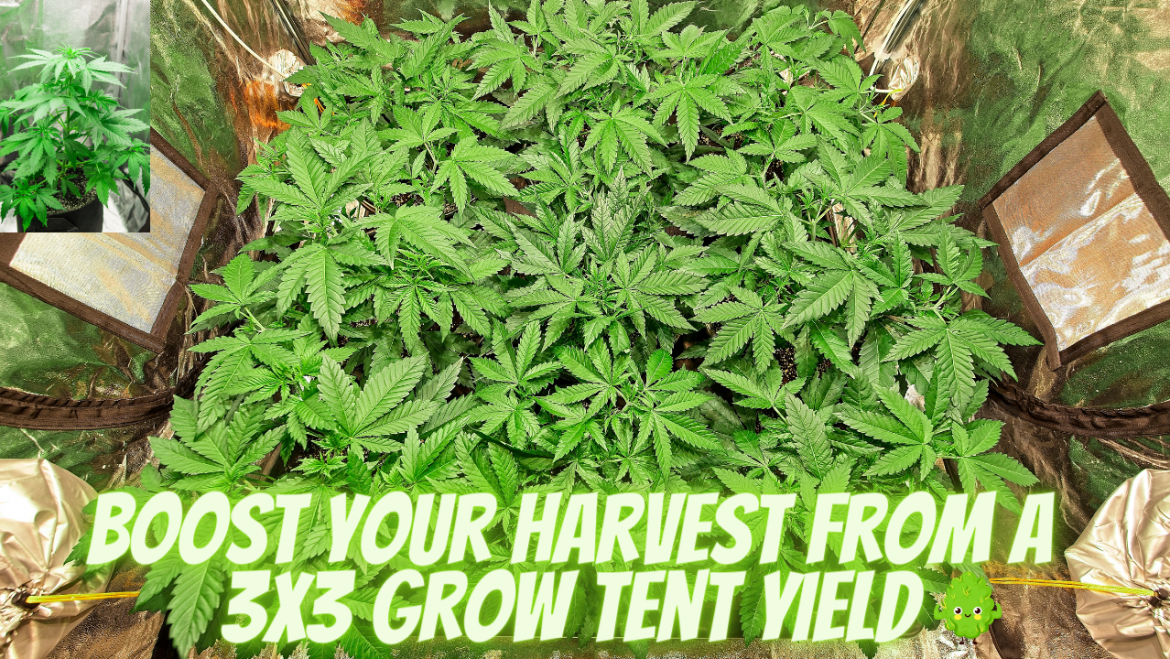 3×3 Grow Tent Yield