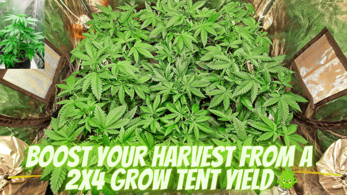 2×4 Grow Tent Yield