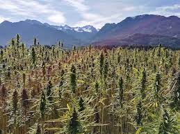 Which Cannabis Plant Is The Tallest