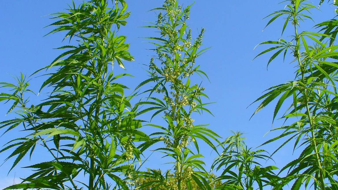 Which Cannabis Plant Species is the Tallest