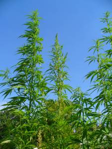 Which Cannabis Plant Species is the Tallest