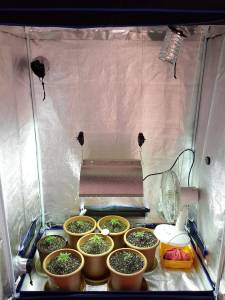 Grow Tents Cheap