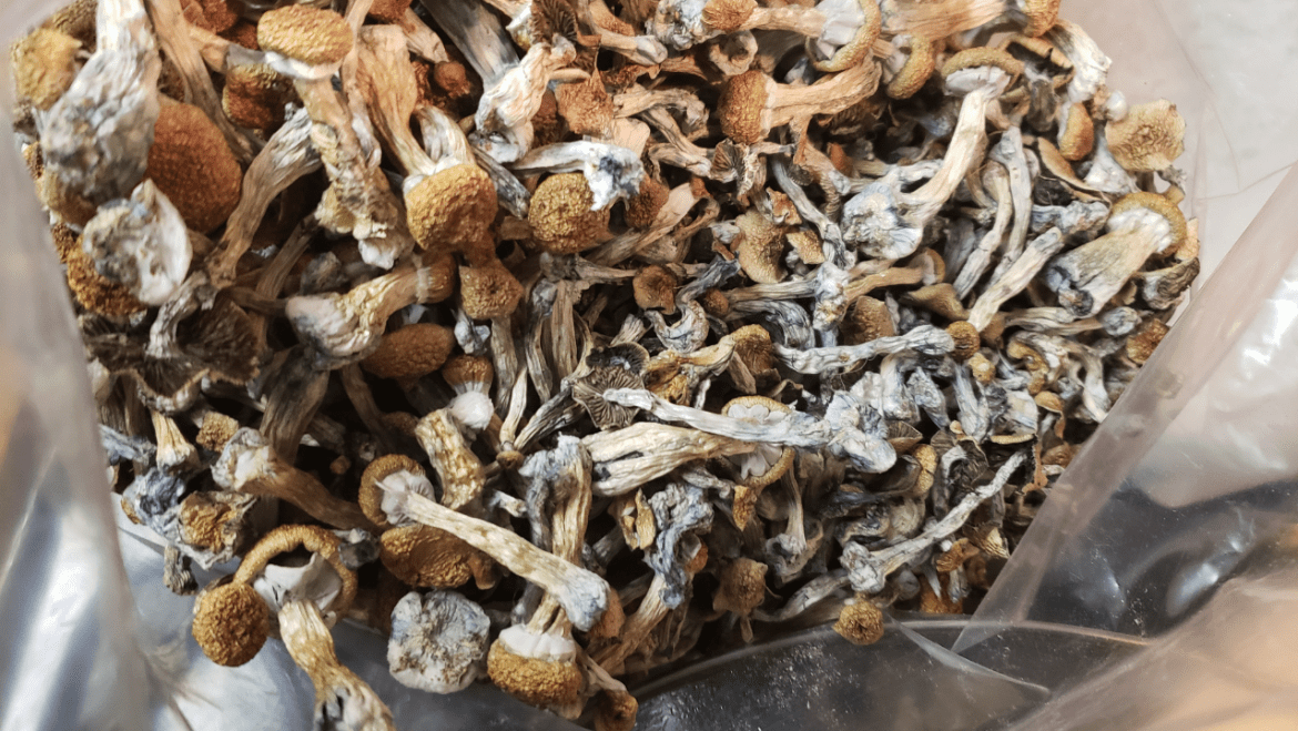 Magic Mushrooms Benefits