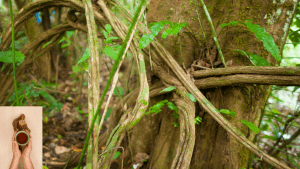 Ayahuasca Vine