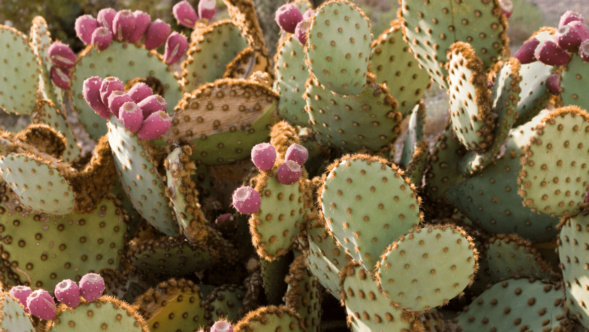 Hallucinogens Cactus