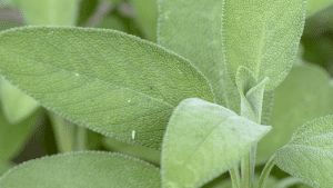 Salvia Plant