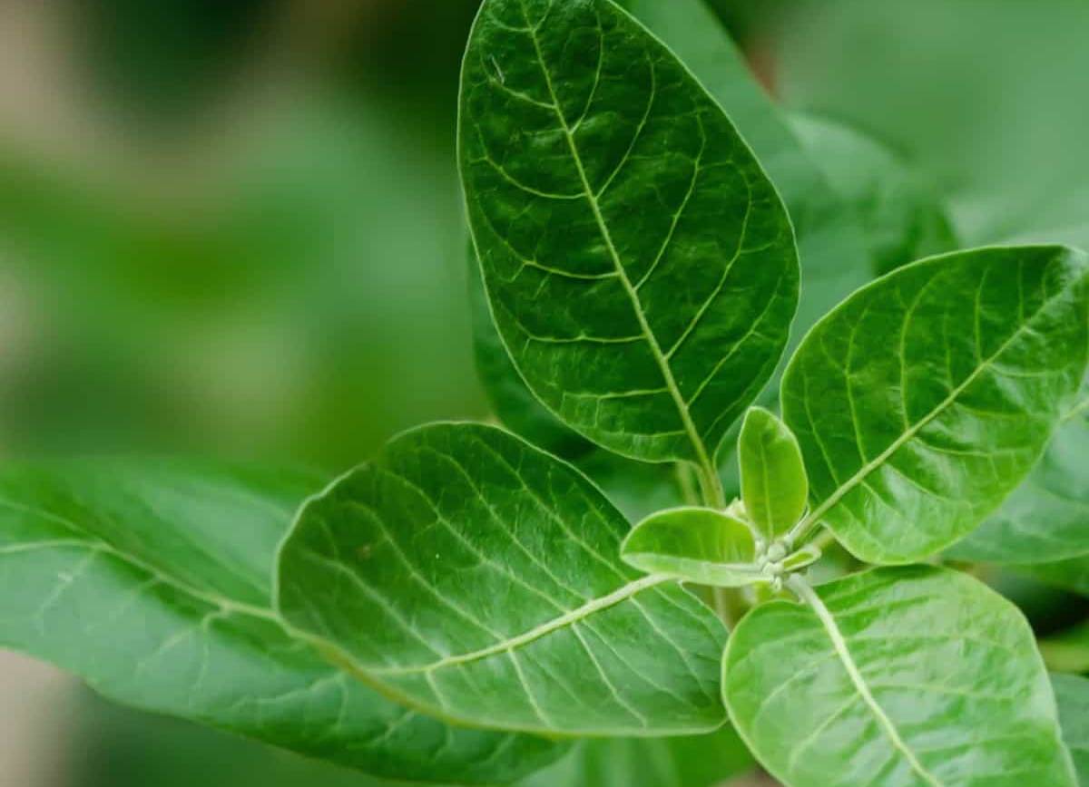 Ashwagandha Benefits