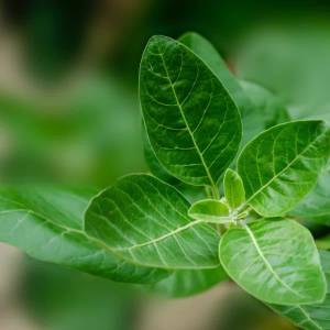 ashwagandha benefits