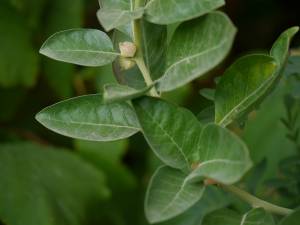 Ashwagandha Benefits For Women