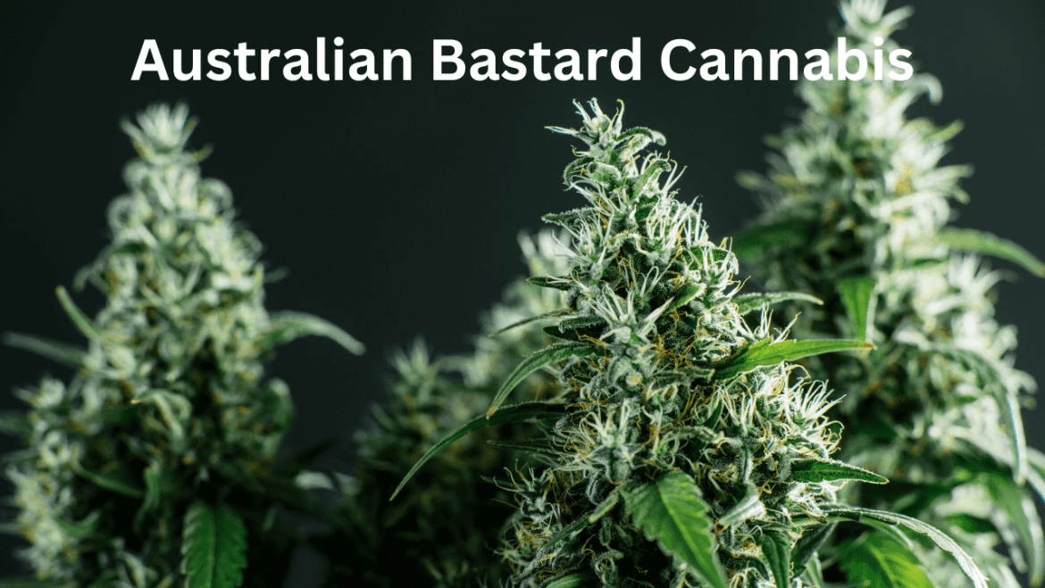 Australian Bastard Cannabis