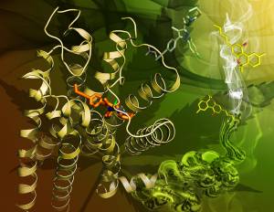 cannabinoid receptors