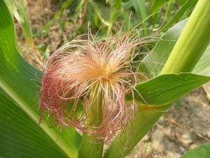 corn silk tea