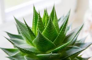 medicinal aloe