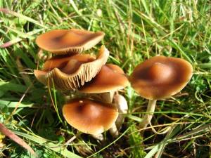 psilocybin mushroom