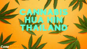 Cannabis Hua Hin Thailand