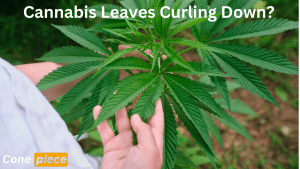 Cannabis Leaves Curling Down