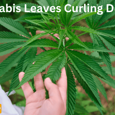 Cannabis Leaves Curling Down