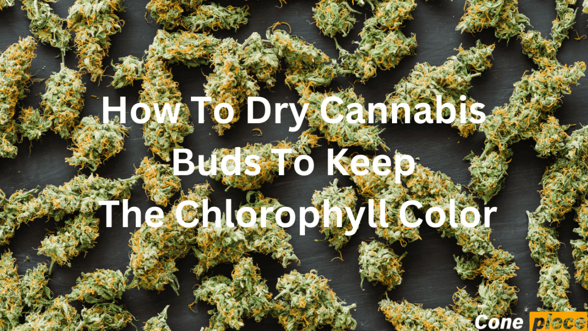 How To Dry Cannabis Buds To Keep The Chlorophyll Color