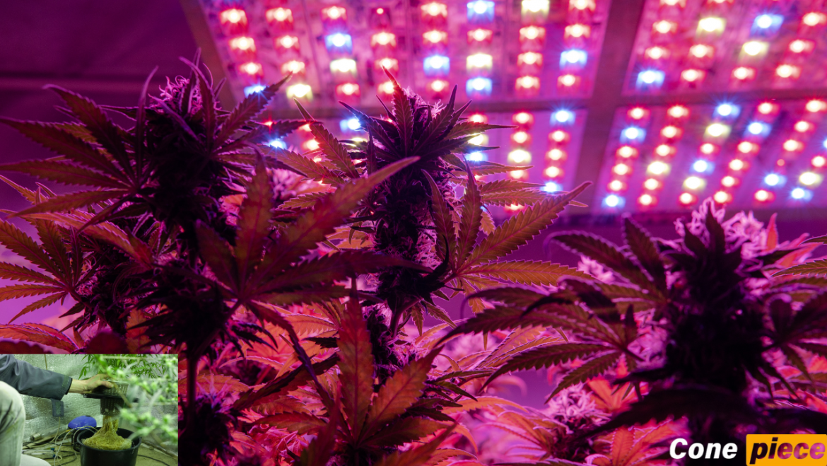 Best Cannabis Nutrients For Hydroponics