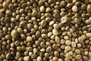 what are hemp seeds