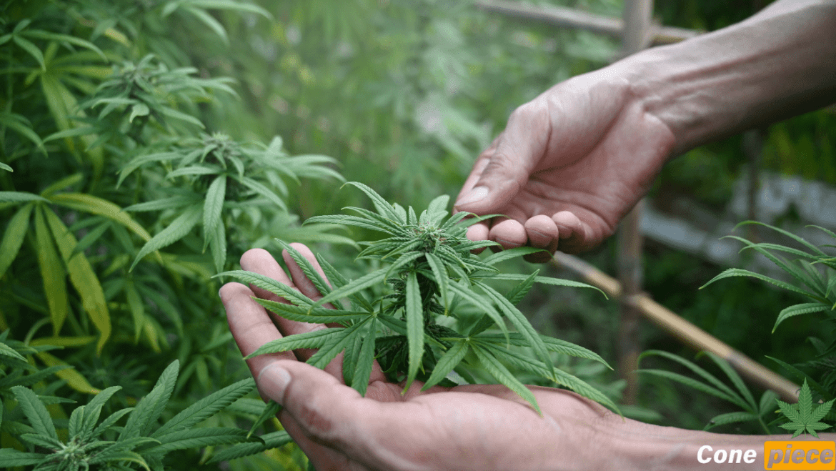 Best Growing Medium for Cannabis