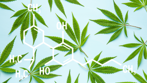 Cannabis Cause Serotonin Syndrome