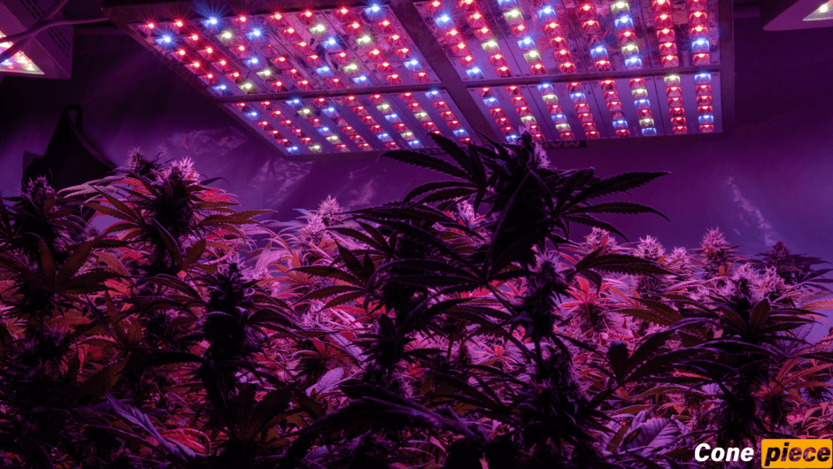 Best Cannabis Lights