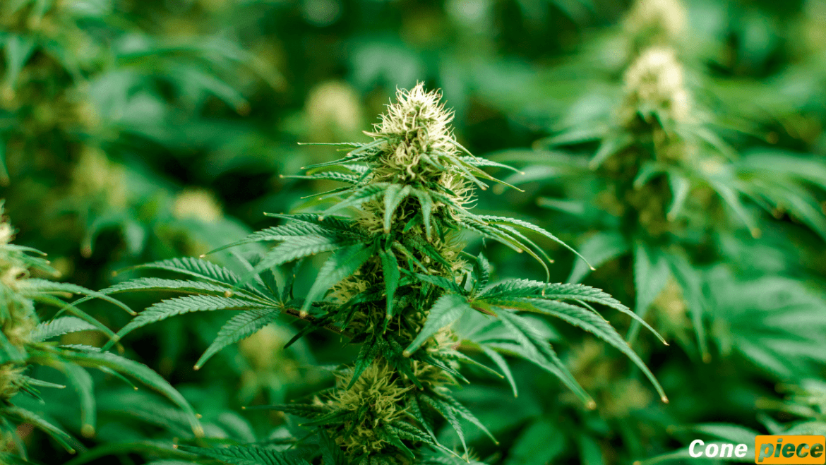 Best Cannabis Plant Food
