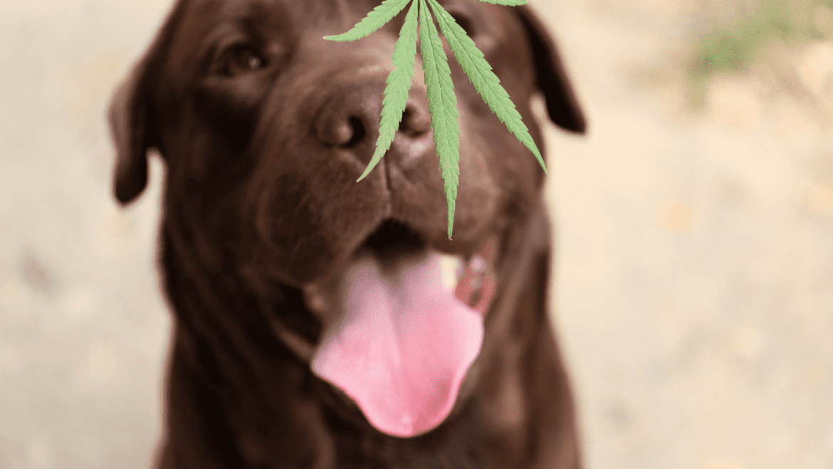 Can Dogs Eat Cannabis